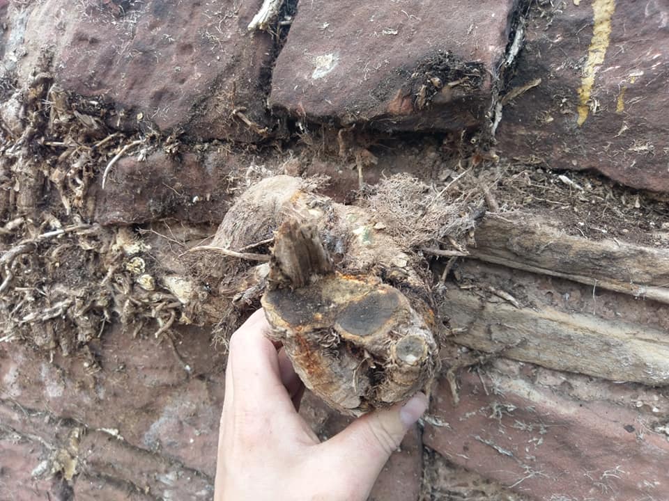 Another sandstone wall rebuilt and repointed in lime mortar on the wirral today. North Wales, North West, Wirral, Liverpool & Cheshire UK